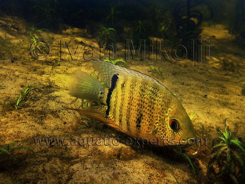 Severum